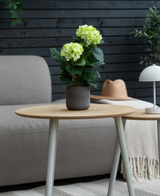 Den konstgjorda hortensiagrön UV 35 cm-växten står på ett träbord framför en grå soffa, ackompanjerad av en beige hatt och vit lampa, med en mörk trävägg i bakgrunden.