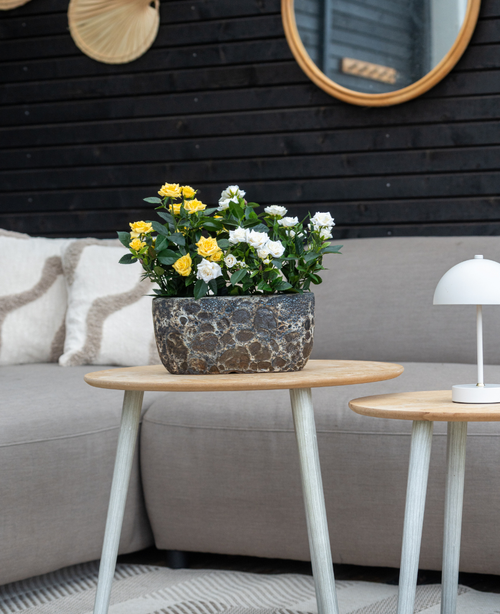 En grå soffa med beiga kuddar står bakom ett sidobord i trä med Artificiell växt Mini Rose UV 35 cm gul; en liten vit lampa sitter på ett mindre bord, med väggspeglar och dekor i bakgrunden.