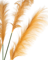 Tre guldorange konstgjorda Pampas Grass 150 cm brandskyddande stjälkar visar fjäderlätta plymer mot en vit bakgrund. Mjuka, delikata texturer förstärks vackert av belysningen.