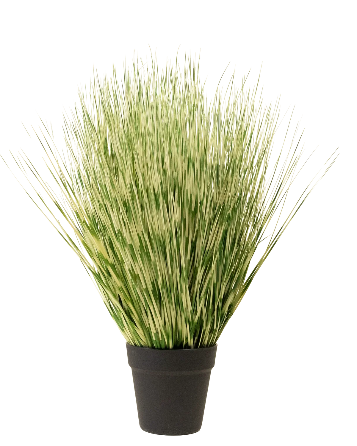 Konstgräsväxten Zebra 55 cm har långa, tunna gröna och vita brokiga gräsliknande blad i en enkel svart kruka, mot en vanlig vit bakgrund.