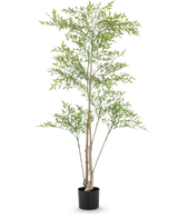 Artificiell Ruscus 150 cm har långa, tunna grenar och ljusgröna blad i en svart kruka mot en vit bakgrund - perfekt som en dekorativ inredning i alla rum.