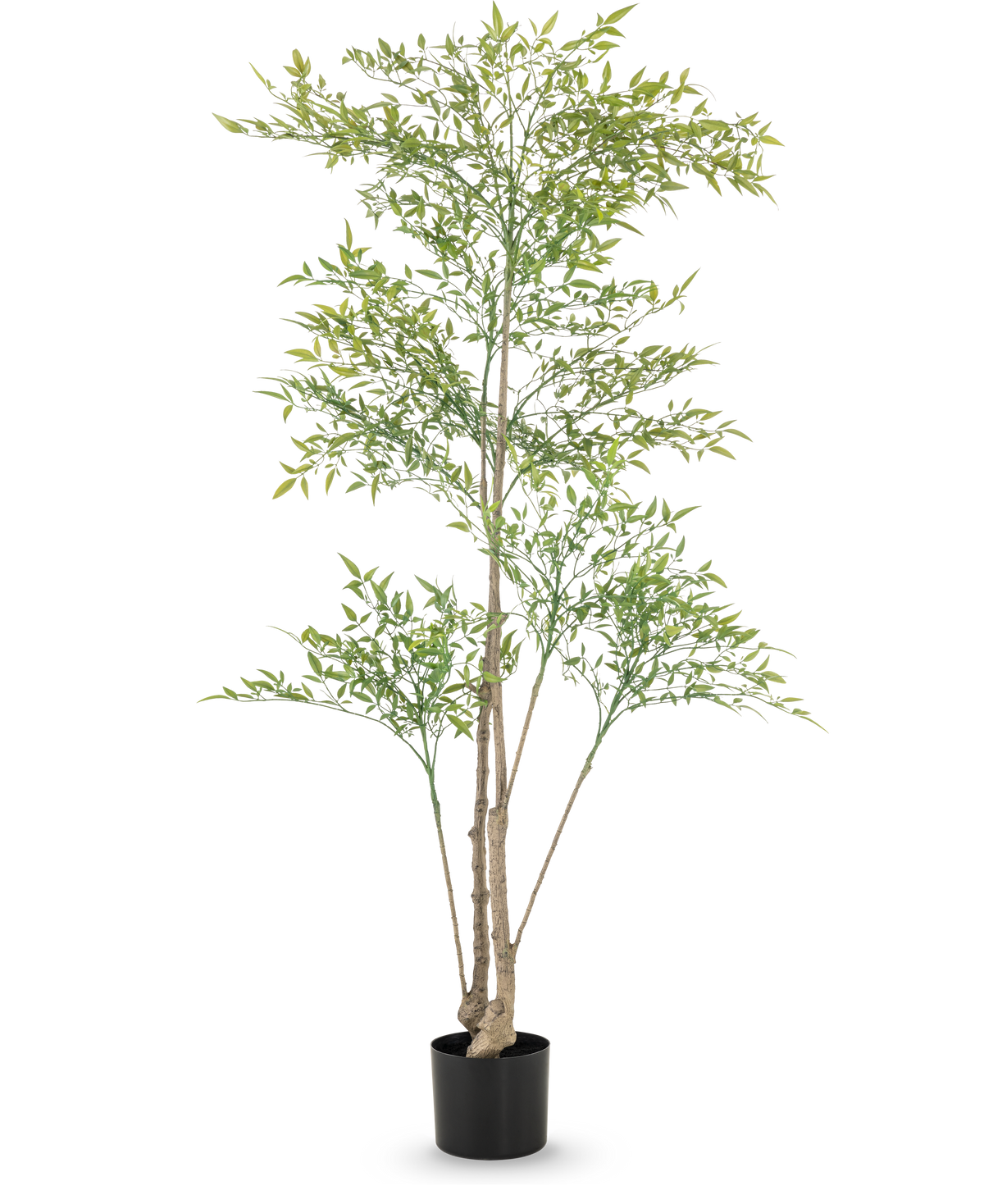 Artificiell Ruscus 150 cm har långa, tunna grenar och ljusgröna blad i en svart kruka mot en vit bakgrund - perfekt som en dekorativ inredning i alla rum.