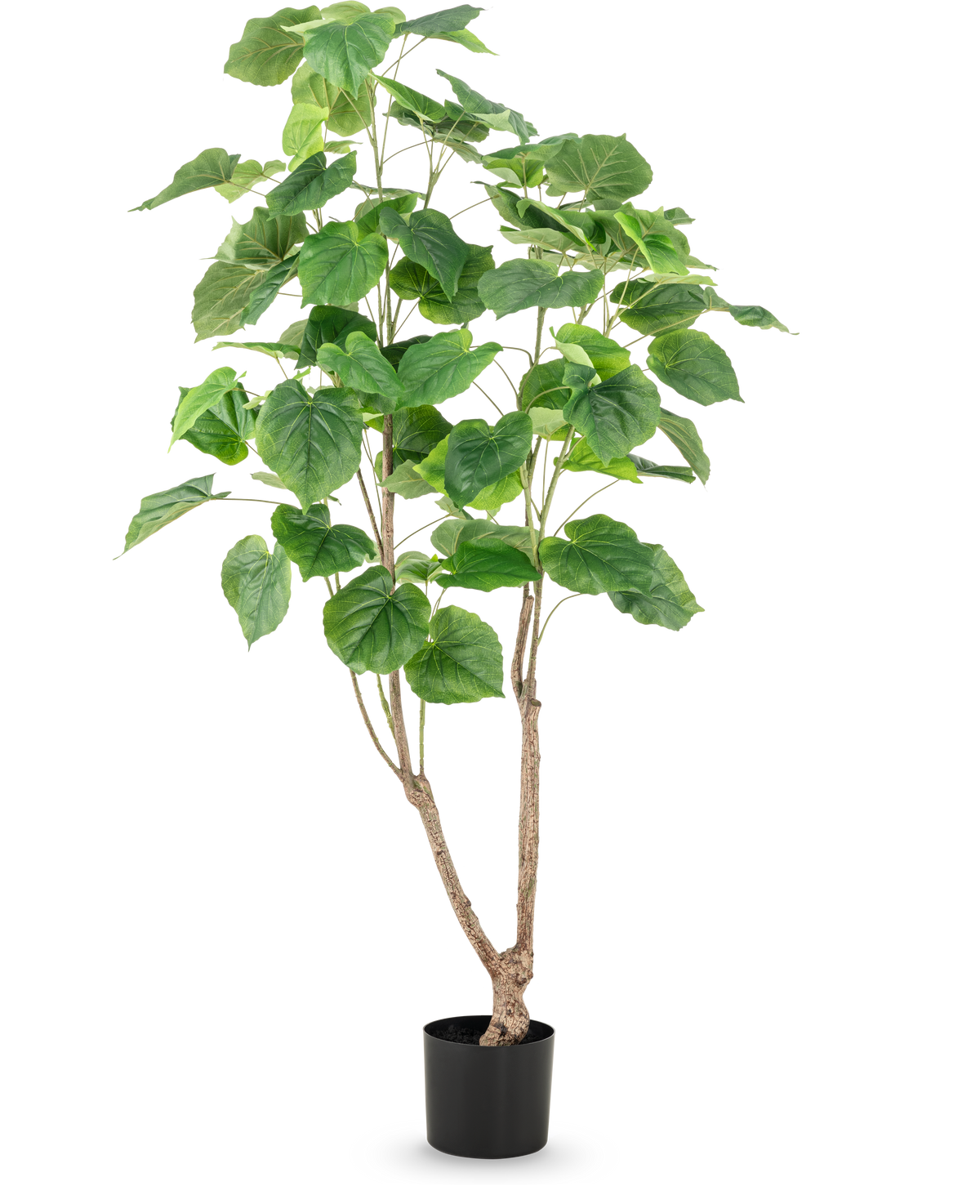 Den konstgjorda växtficusen 150 cm har flera smala bruna stjälkar och stora, breda gröna blad, presenterade i en hög kruka mot en vanlig vit bakgrund.