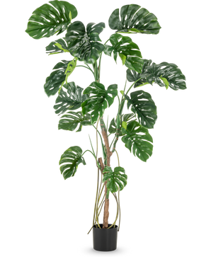 Den konstgjorda växten Monstera 180 cm är en hög konstgjord växt med stora, glänsande, kluvna gröna blad i en liten svart kruka, avbildad mot en vanlig vit bakgrund.