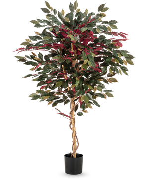 Konstgjorda växten Ficus grön/röd 150 cm har en vriden ljusbrun stam, gröna och vinröda blad och kommer i en svart kruka - perfekt som en slående krukväxt mot en vit bakgrund.