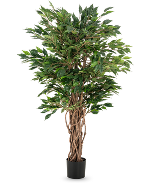 Den konstgjorda växten Ficus Liana 120 cm har flätade bruna stammar och frodiga gröna blad i en svart kruka, vilket gör den till ett elegant val för alla ficussamlingar eller kontorsväxter.