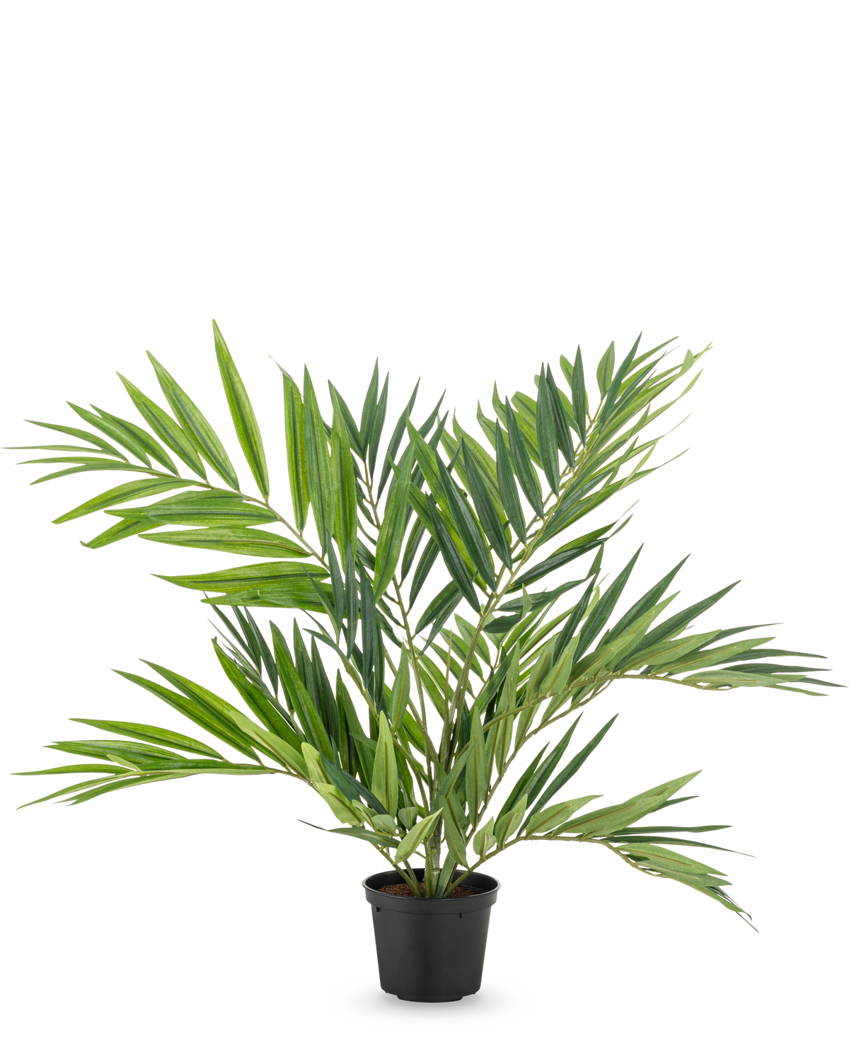 Artificiell palmsalong UV 60 cm har långa, smala blad på flera stjälkar i en enkel svart kruka, mot en vit bakgrund - en snygg konstgjord palm som framhäver alla rum.