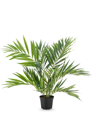 Artificiell palmsalong UV 60 cm har långa, smala blad på flera stjälkar i en enkel svart kruka, mot en vit bakgrund - en snygg konstgjord palm som framhäver alla rum.