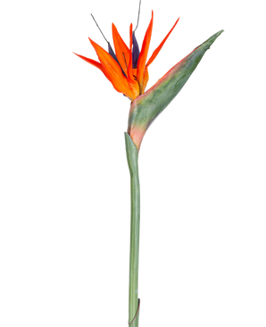 Den konstgjorda blomman Strelitzia 86 cm röd/lila har livfulla röda och lila kronblad på en lång grön stjälk, presenterad som en enkel, underhållsfri konstgjord blomma isolerad mot en vit bakgrund.
