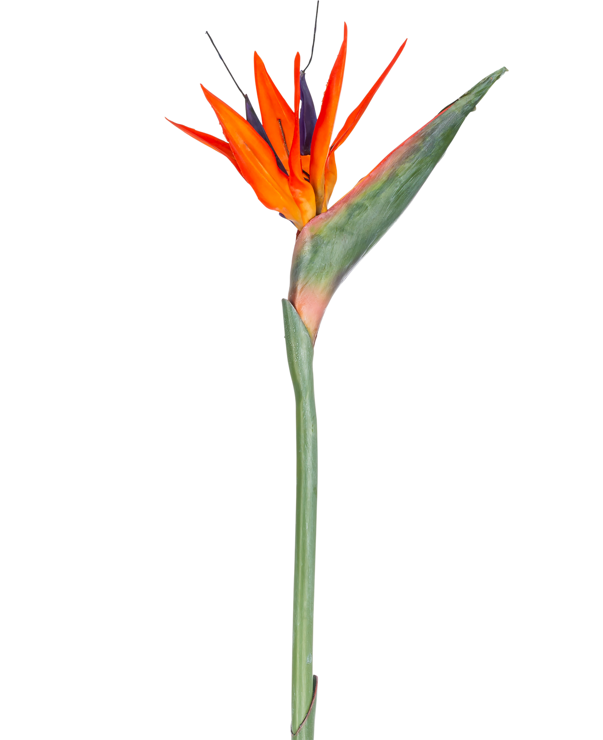 Den konstgjorda blomman Strelitzia 86 cm röd/lila har livfulla röda och lila kronblad på en lång grön stjälk, presenterad som en enkel, underhållsfri konstgjord blomma isolerad mot en vit bakgrund.