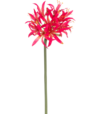 Den konstgjorda blomman Nerine 70 cm fuchsia har en lång grön stjälk med ett stort kluster av fuchsia på toppen, striga kronblad som sticker ut ljust mot en vanlig vit bakgrund.
