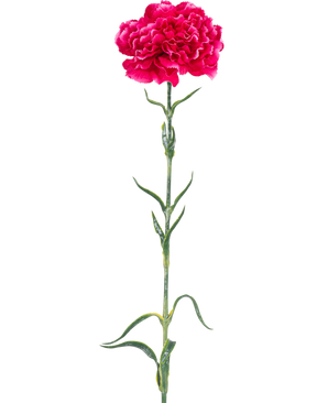 Konstgjorda blomsternejlika 69 cm hårdrosa har en enda ljusrosa nejlika med volanger i kronbladen, en lång grön stjälk och smala blad mot en vanlig vit bakgrund.