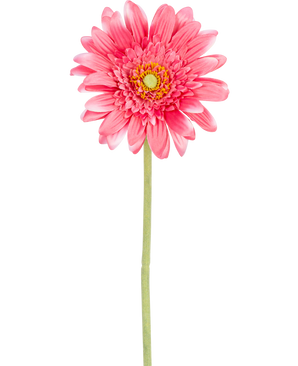 En konstgjord Gerbera blomma 55 cm rosa, med en gul kärna och grönt stål, isolerad på en vit bakgrund.
