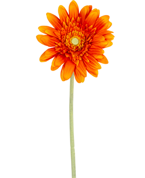 Den konstgjorda blomman Gerbera 53 cm orange har en levande orange gerbera med skiktade kronblad och ett gult hjärta, på en lång grön stjälk mot en vanlig vit bakgrund.