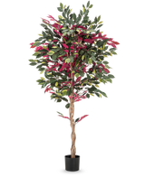 En brandhämmande konstgjord växt Ficus grön/röd på 180 cm, med vriden stam och grönröda blad i svart kruka, står mot en slät vit bakgrund.