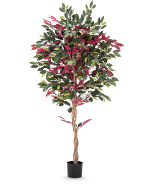 En brandhämmande konstgjord växt Ficus grön/röd på 180 cm, med vriden stam och grönröda blad i svart kruka, står mot en slät vit bakgrund.