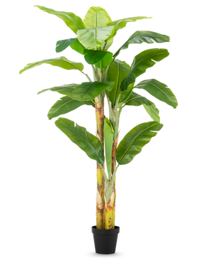 Det konstgjorda bananträdet 230 cm har höga, kraftiga stjälkar med breda gröna blad, i en enkel svart kruka mot en vit bakgrund.