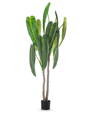 Den konstgjorda växten Anthurium 210 cm har höga, frodiga gröna blad och två bruna stjälkar i en liten svart kruka, mot en enkel vit bakgrund.