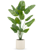 Konstgjorda växten Strelitzia Real Touch 180 cm levereras färdiggjord i en beige kruka, med höga, upprättstående stjälkar med stora, glänsande gröna blad mot en vanlig vit bakgrund.