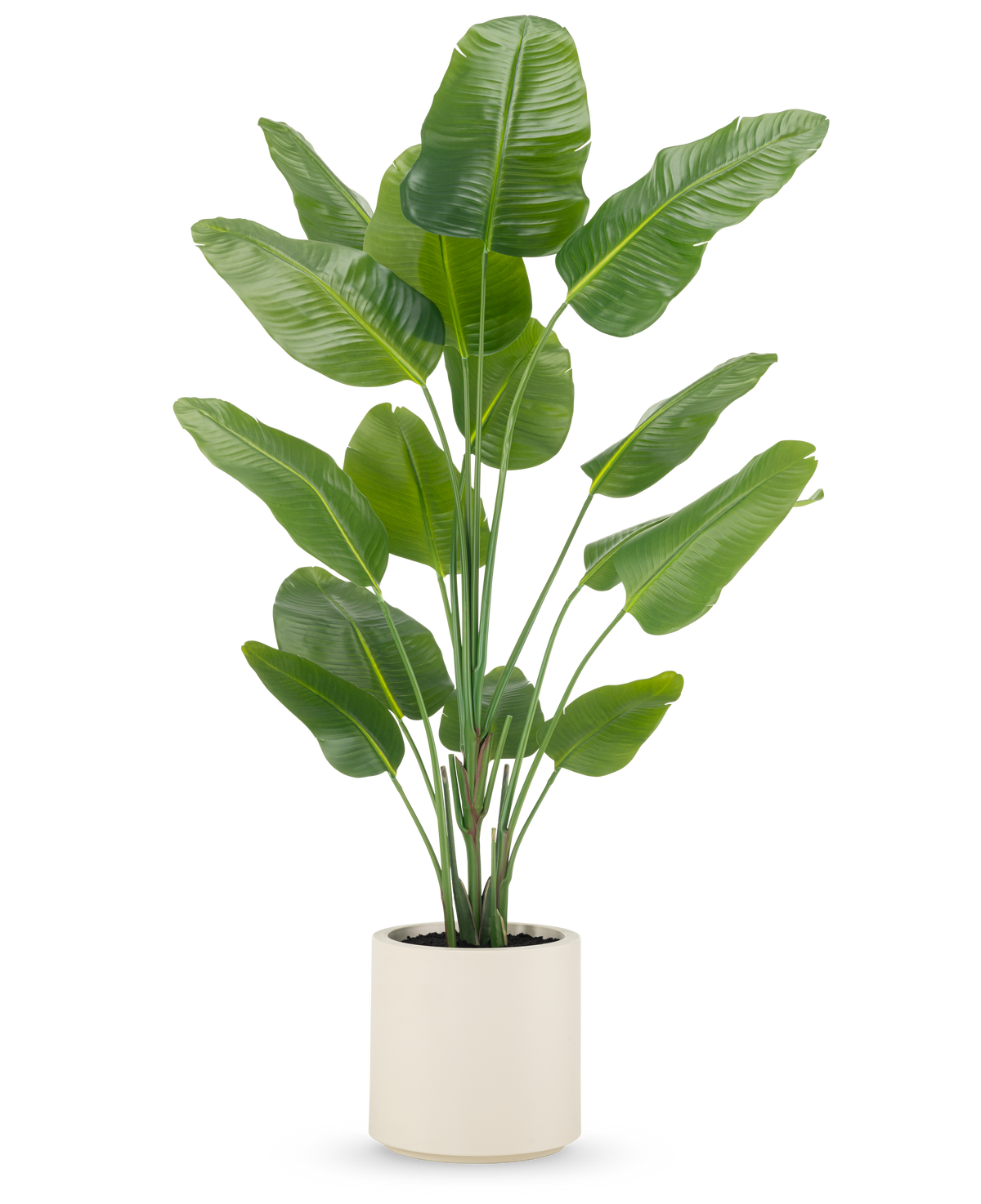 Konstgjorda växten Strelitzia Real Touch 180 cm levereras färdiggjord i en beige kruka, med höga, upprättstående stjälkar med stora, glänsande gröna blad mot en vanlig vit bakgrund.