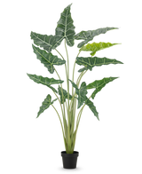 Den konstgjorda växten Alocasia 160 cm är en konstgjord växt i kruka med långa, upprättstående stjälkar och stora, mörkgröna blad med slående vita ådror, mot en vanlig vit bakgrund.