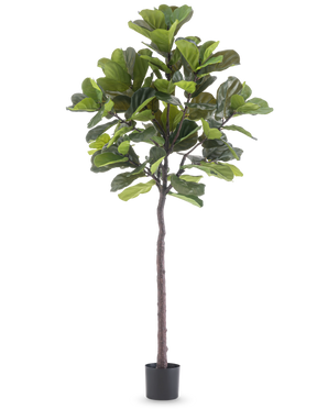 Artificiell växt Ficus Tobacco Plant Deluxe 215 cm är ett högt konstgjort fikon med stora gröna blad och en smal brun stam, i en enkel svart kruka mot en vanlig vit bakgrund.