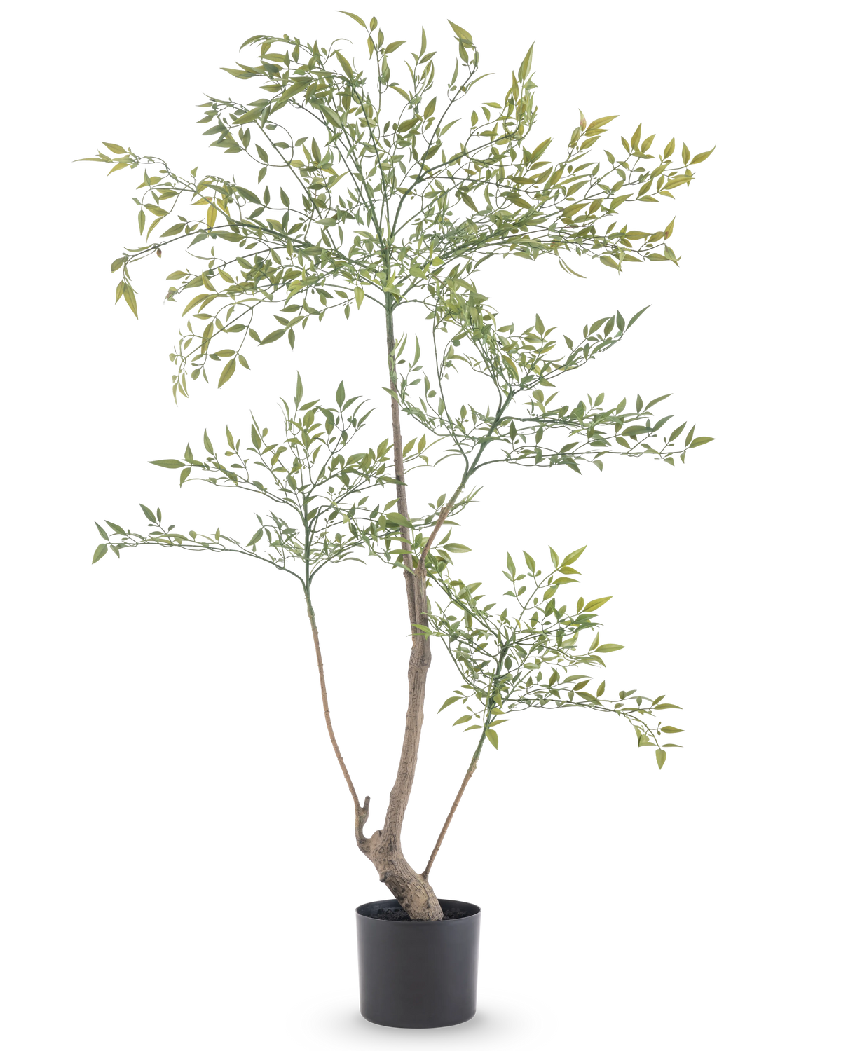Artificiell Ruscus 120 cm är en hög, smal konstgjord växt med långa tunna grenar med många små gröna blad. Den står i en enkel svart kruka och ger realistisk grönska till alla rum utan behov av underhåll.