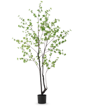 Den konstgjorda växten Enkianthus 210 cm har en hög, smal design med mörka stjälkar och grenar dekorerade med små ljusgröna blad, mot en vanlig vit bakgrund.