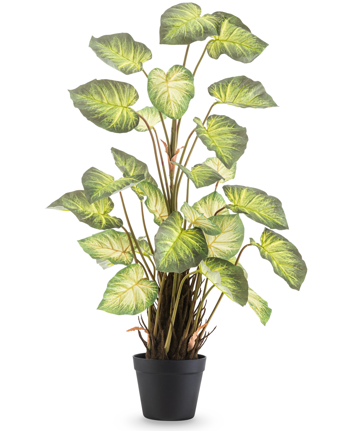 Den konstgjorda växten Alocasia Odora 90 cm har stora, gröna, hjärtformade blad och flera stjälkar i en enkel svart kruka, mot en vanlig vit bakgrund.