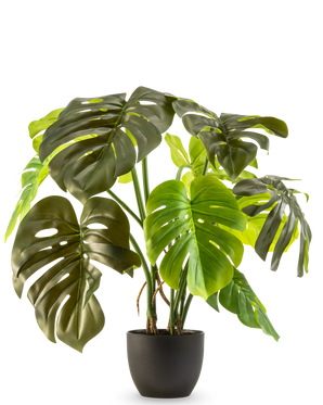 Artificiell Monstera 50 cm har stora, glänsande gröna blad med naturliga sprickor och hål, presenterade i en kruka mot en vanlig vit bakgrund.
