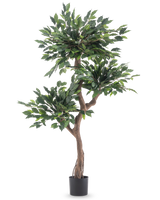 Den konstgjorda växten Ficus Crazy 150 cm är ett högt konstgjort träd med tre knippen täta gröna löv och en tvinnad brun stam, i en enkel svart kruka mot en vit bakgrund.