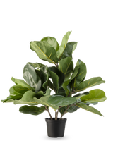 Den konstgjorda tobaksväxten Fiddle Leaf UV 45 cm har stora, glänsande gröna blad och tjocka stjälkar i en svart plastkruka, mot en vanlig vit bakgrund.
