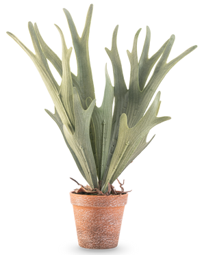 Den konstgjorda ormbunken Staghorn 43 cm har naturtrogna gröna, hjorthornsformade blad i en liten terrakottakruka på vit bakgrund.