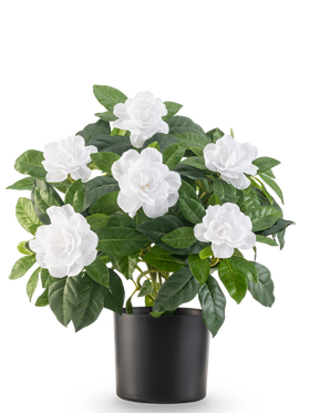 Den konstgjorda växten Gardenia UV 39 cm vit har frodiga gröna blad och stora vita gardeniablommor i en enkel svart kruka, mot en vanlig vit bakgrund.