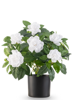 Den konstgjorda växten Gardenia UV 39 cm vit har frodiga gröna blad och stora vita gardeniablommor i en enkel svart kruka, mot en vanlig vit bakgrund.