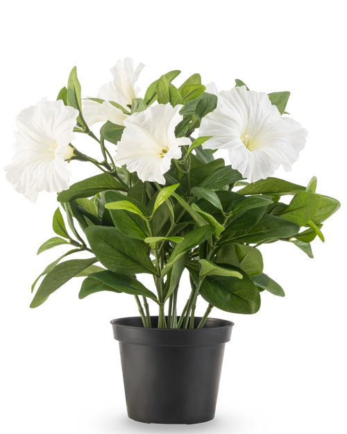 Konstblomma Petunia-växten UV 25 cm hög har stora vita trumpetformade blommor och frodiga gröna blad i en svart plastkruka, mot en vanlig vit bakgrund.