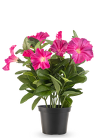 En artificiell blomma Petunia växt UV 25 cm i mörkt rosa, med breda gröna blad och levande blommor i en svart plastkruka, mot en vanlig vit bakgrund.