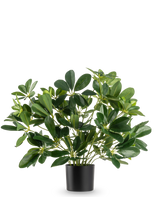 Den konstgjorda växten Baby Schefflera UV 45 cm har breda, glansiga blad och kommer i en enkel svart kruka, mot en vanlig vit bakgrund.
