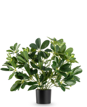 Den konstgjorda växten Baby Schefflera UV 45 cm har breda, glansiga blad och kommer i en enkel svart kruka, mot en vanlig vit bakgrund.