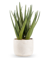 Den konstgjorda växten Aloe Vera 43 cm har långa, spetsiga gröna blad i en liten, rund kruka med vit struktur och småsten, mot en vanlig vit bakgrund.