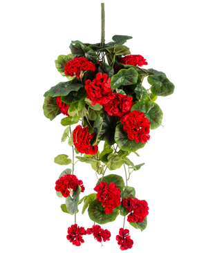 Den konstgjorda hängande växten Geranium 75 cm röd har livfulla röda konstgjorda pelargonblommor med frodiga gröna blad som faller elegant ner.