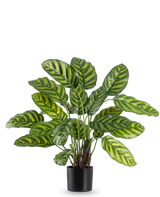 Den konstgjorda växten Calathea Makoyana 60 cm har stora, livfulla gröna blad med ljusgröna och gula ränder, i en snygg blomkruka mot en vanlig vit bakgrund.