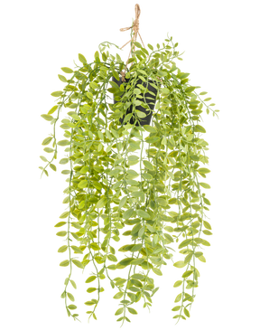 Den konstgjorda hängande växten Pumila i 55 cm kruka har långa, hängande stjälkar med små, ovala, gröna blad, i en svart kruka med ett rep mot vit bakgrund.