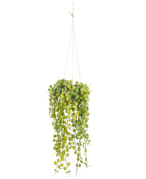 Den konstgjorda hängande växten Suckulentväxten 53 cm i kruka har runda gröna blad som kommer ur en hängande kruka, hållna av tunna bruna snören mot en vanlig vit bakgrund.