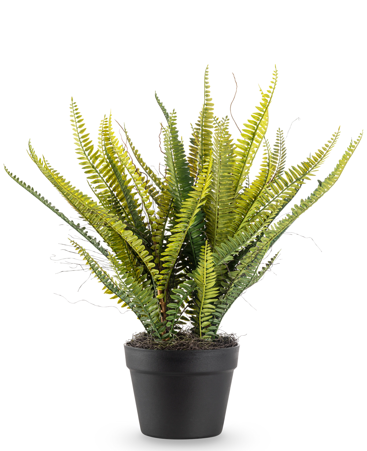 Den konstgjorda växten Boston Fern 53 cm har långa, smala gröna blad i en svart kruka, mot en vanlig vit bakgrund.