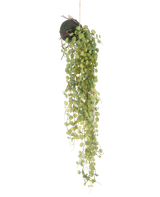 Den konstgjorda hängande växten Succulent Plant on Ball 78 cm har gröna runda blad som växer fram från en liten, sfärisk mossbeklädd planteringskruka, perfekt som en dekorativ accent mot en vanlig vit bakgrund.