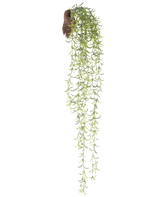 Den konstgjorda hängande växten Senecio 86 cm har långa, gröna suckulenta stjälkar med små smala blad som kommer fram ur en brun rotklump, mot en vit bakgrund.
