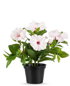 Konstblomma Petunia växt 25 cm rosa placeras i en svart kruka, med flera ljusrosa, fembladiga blommor med mörkrosa hjärta och gula ståndare, mot en vanlig vit bakgrund.