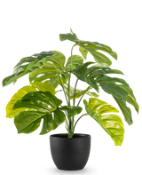 Artificiell Monstera 55 cm i svart dekorativ kruka har stora, glänsande, kluvna gröna blad i en svart dekorativ kruka, mot en vanlig vit bakgrund.