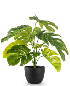 Artificiell Monstera 55 cm i svart dekorativ kruka har stora, glänsande, kluvna gröna blad i en svart dekorativ kruka, mot en vanlig vit bakgrund.